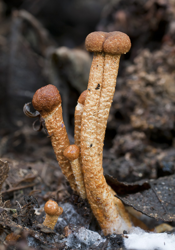 Hypomyces porphyreus